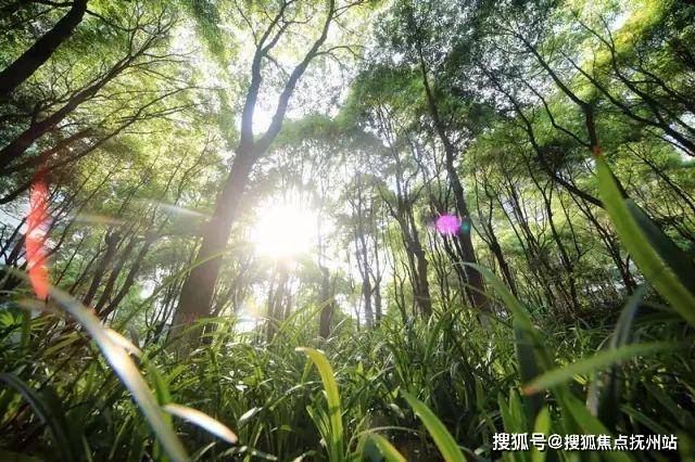 PG电子科技：中鹰黑森林(2024中鹰黑森林)首页网站-2024最新房价+户型图+小区环境+配套(图6)