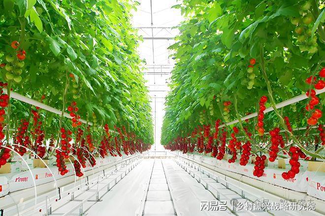 PG电子科技：现代设施农业是农业现代化进程中的关键力量(图3)