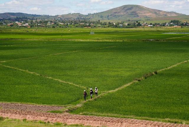 出海记从种子到市场湖南打造对非农业合作系统样本(图1)