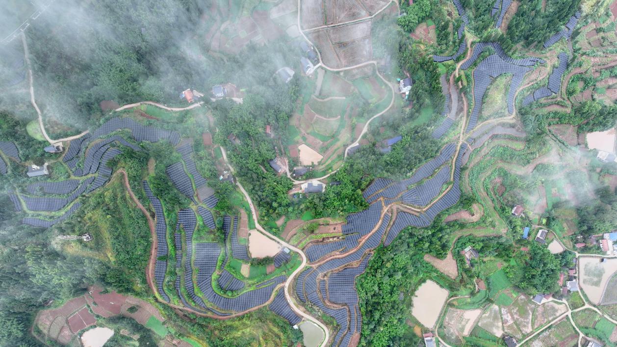 PG电子科技：破解灌溉难题、搭建遮阳棚！资阳首个淫羊藿基地亩产达全国中上水平(图1)