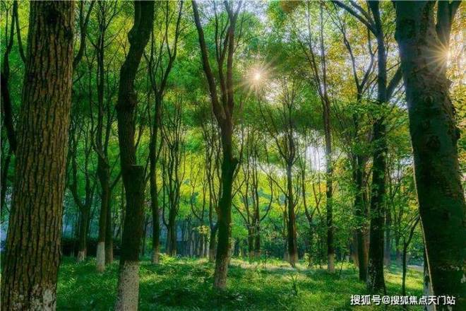 聚焦中鹰黑森林售楼处发布：中鹰黑森林高端传世奢居(图3)