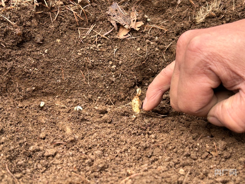 喜看家乡新变化陕西留坝：绘就乡村振兴新图景