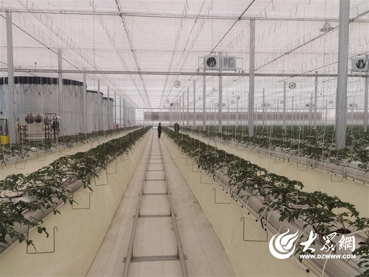 山海共舞片区共融——海阳乡村的“蝶变”之路