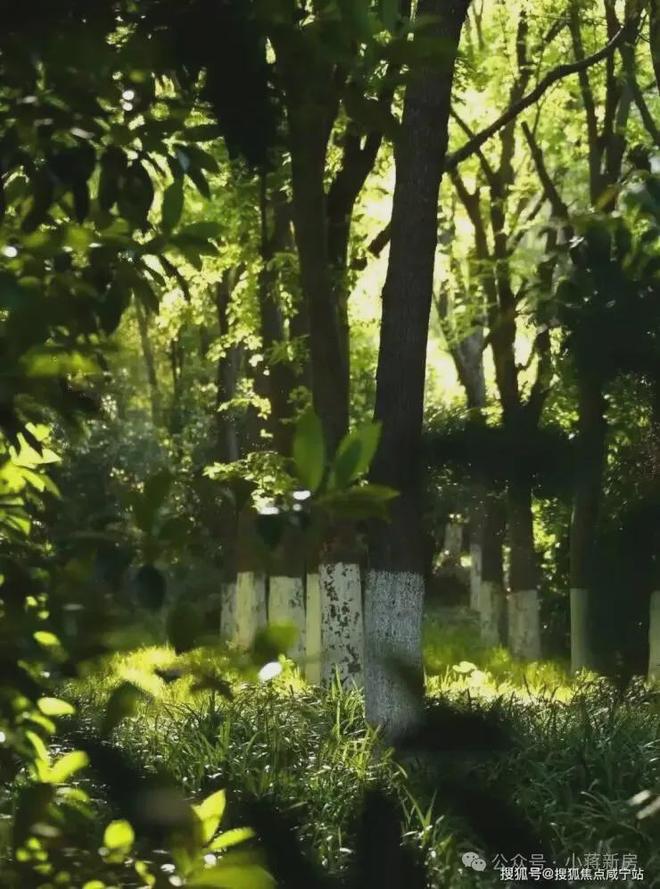 聚焦中鹰黑森林售楼处发布：铸就城市生活新范本！(图5)