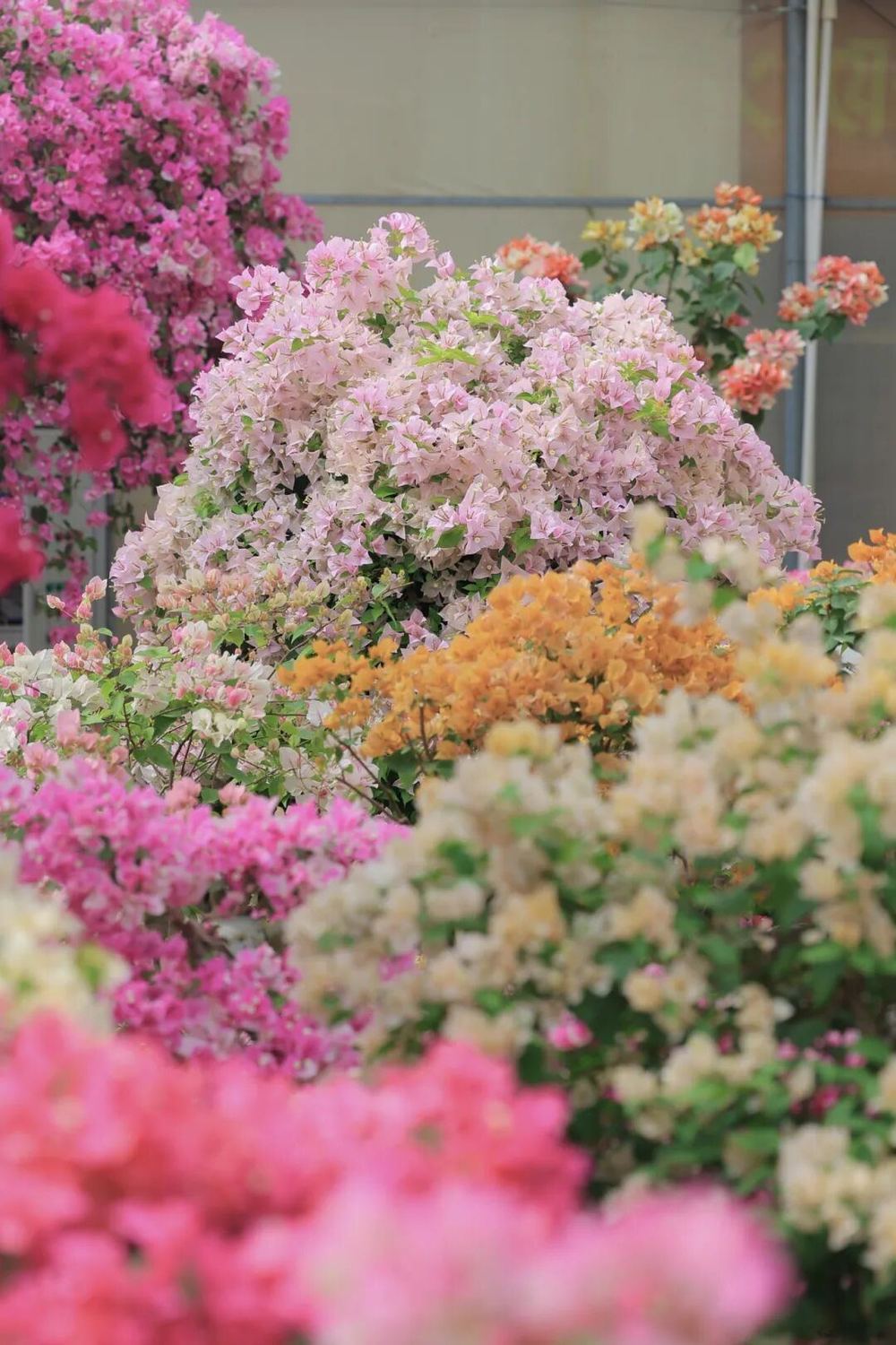 三条路线世界花园大会打造沉浸式春日体验(图3)