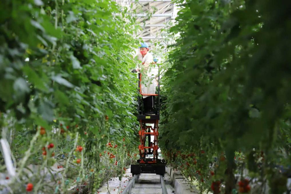 经济大省调研行在这里钢厂开始造卫星一粒种子能撬动一个产业链……(图6)