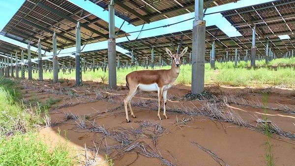 在沙漠玩转“光伏+”国家能源集团多维度提升投资效益(图2)